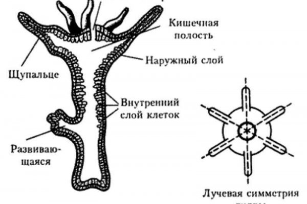 Kraken tor onion